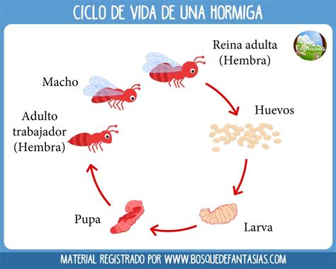 Ciclo Dos Seres Vivos