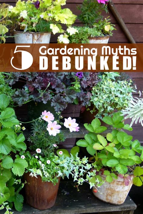 Backyard Gardening Myths Debunked Engineer Mommy