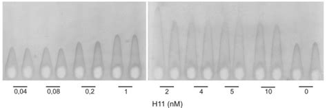 Rocket Immunoelectrophoresis Of Supernatants From Hepg2 Cells Hepg2 Download Scientific