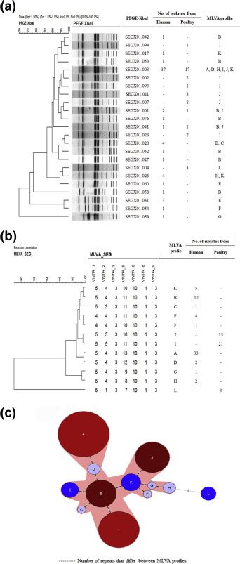 Close Genetic Relationship Between Salmonella Enterica Serovar