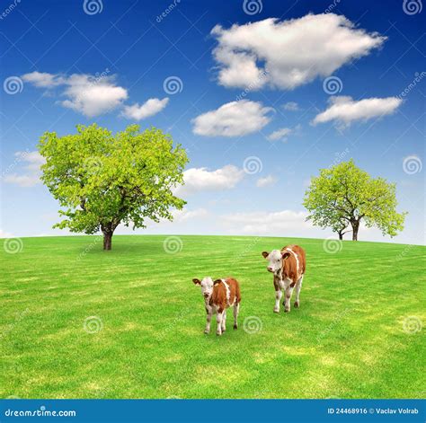 Two cows stock photo. Image of clouds, native, cloudscape - 24468916
