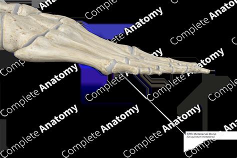 Fifth Metatarsal Bone | Complete Anatomy