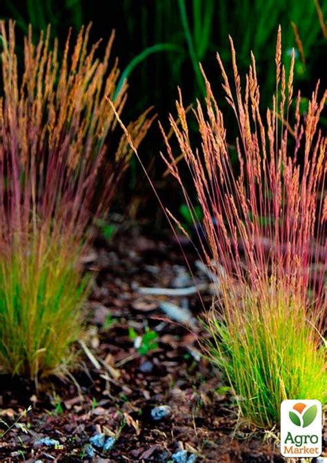 Овсяница Готье краснолистная "Sunrise" (Festuca Sunrise) купить почтой ...
