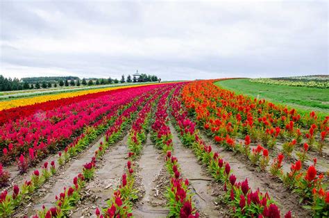 Flower land Kamifurano