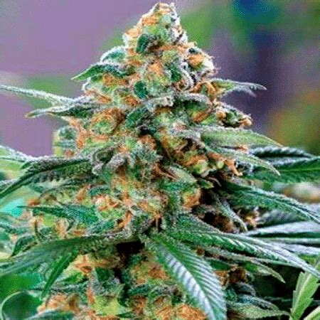 OG Kush Regular Seeds | Free Shipping | Expert Seed Bank