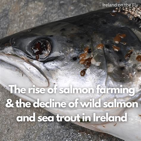 Ireland On The Fly Podcast Latest Episode The Rise Of Salmon Farming