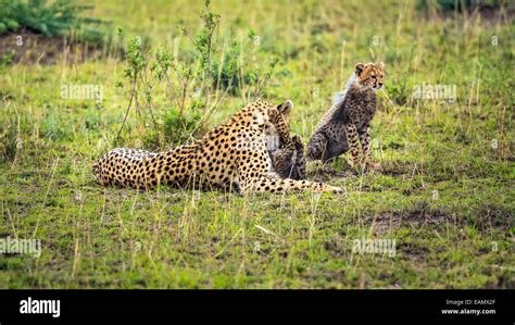 Cheetah Mother Acinonyx Jubatus With Two Cubs Playing On Savannah