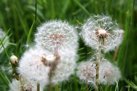 Dandelion Plant Herb Free Photo On Pixabay Pixabay