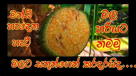 Sri Lankn Toddy රා රා නිෂ්පාදනය Coconut Toddy පොල් රා Pol Mal