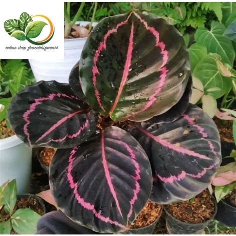 Jual Tanaman Hias Calathea Beauty Star Crimson Calathea Corona