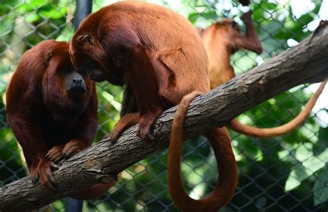 Monos aulladores rojos retornan a su hábitat en Colombia CONtexto