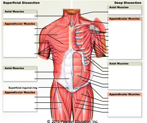 Appendicular Muscles Originating On The Trunk Anterior View Diagram