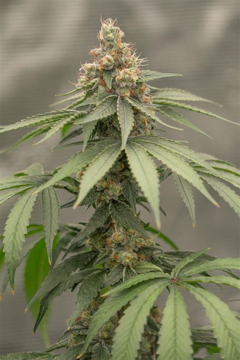 Ethiopian Banana x X18/Pakistani aka Bananastan : r/mainetrees