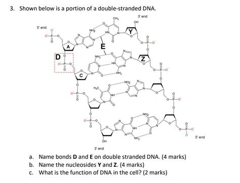 Solved 3. Shown below is a portion of a double-stranded DNA. | Chegg.com 