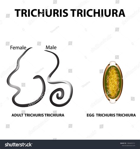 Trichuris Trichiura Structure Adult Structure Egg Stock Illustration 1384609151 Shutterstock