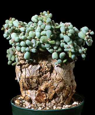 Ceraria (Церария) | Кактус Київ