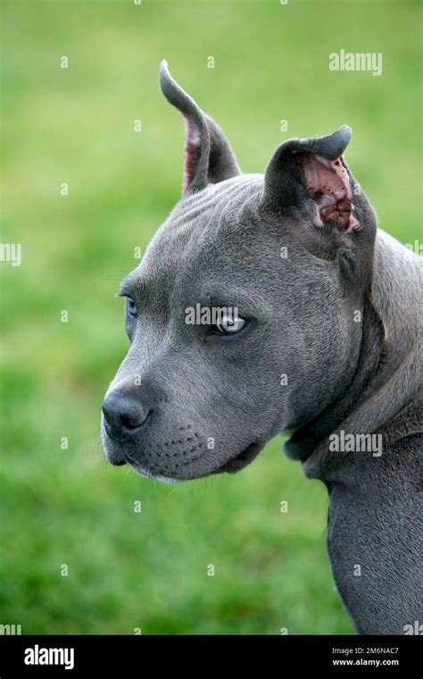 Portrait Pit Bull Puppy Hi Res Stock Photography And Images Alamy