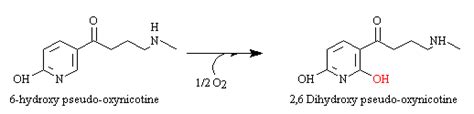 Eawag Bbd Reaction Reacid R0480