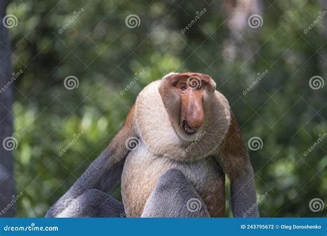 Familia De Proboscis Monkey Silvestre O Nasalis Larvatus En La Selva