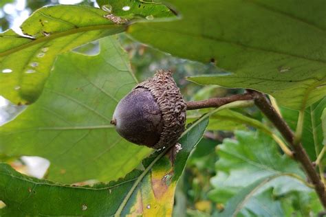 Wisconsin Trees: Swamp White Oak | Tree House Arbor Science
