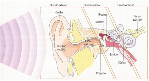 SONS e PAUTAS: Sabes como funciona a audição?