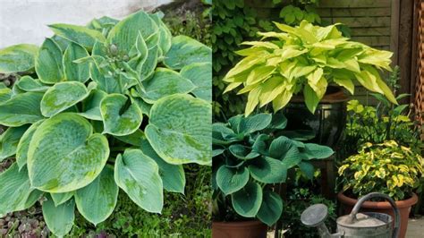 10 Hostas Tolerant Of Sunny Conditions