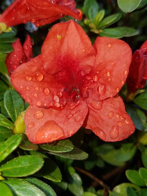 Red Winter Blooming Azaleas From My Yard Stock Image Image Of Water