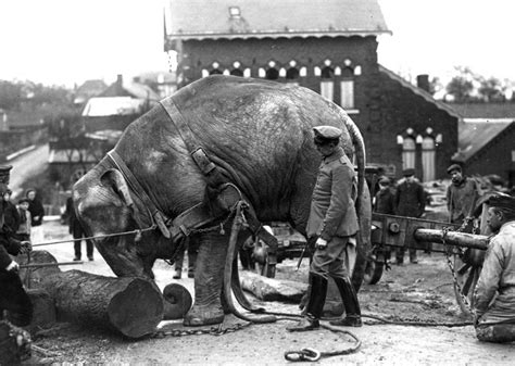 HISTÓRIA LICENCIATURA Animais na Primeira Guerra Mundial 1914 1918