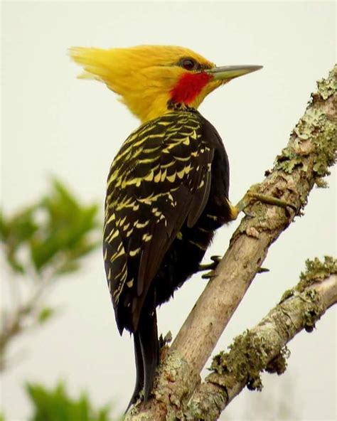 Stunning Woodpecker Photography