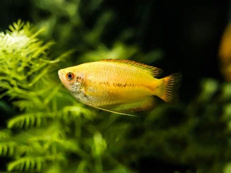 Gold Gourami Care: Tank Size, Diet, Breeding & More | Fishkeeping World