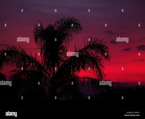 Silhouette Palm Tree Sunset Stock Photo Alamy