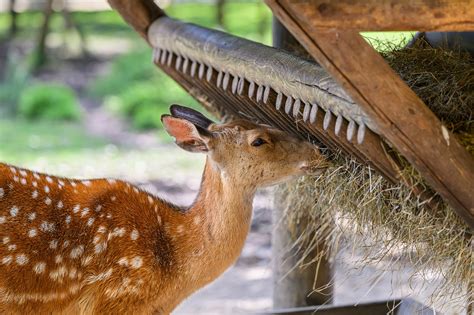 Deer Fawn Mammal Fallow - Free photo on Pixabay - Pixabay