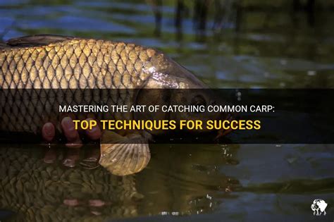 Mastering The Art Of Catching Common Carp: Top Techniques For Success ...