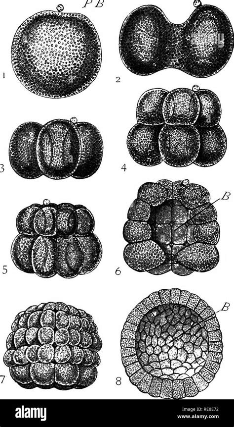 A Laboratory Manual And Text Book Of Embryology Embryology