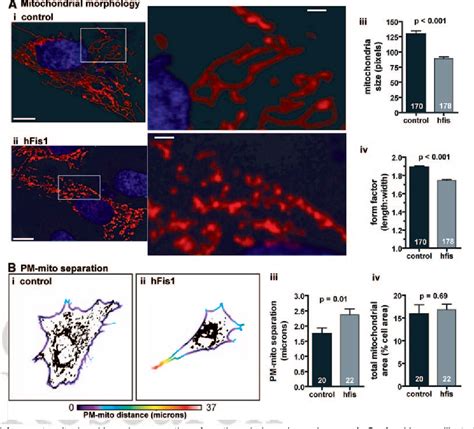 Figure 4 From Mitochondrial Regulation Of Sarcoplasmic Reticulum Ca2