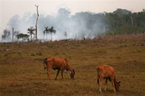 A cada segundo 21 árvores são derrubadas na Amazônia Colabora