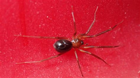 Entelegyne Spiders By A Ho Yu Sen Eason Inaturalist