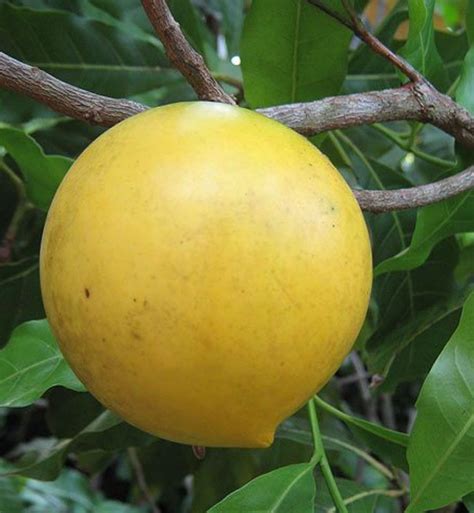 Abiu fruit ( Pouteria caimito) - Elanthalir Nursery Garden