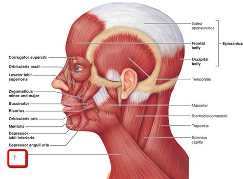 Pin By Tejpal Jowhal On Platysma Muscle Muscles Of The Neck Muscle