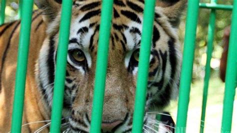 Seorang Remaja Di Siak Tewas Diserang Harimau Diduga Korban Diterkam