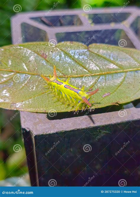 Close Shot of the Slug Caterpillar Moth on Leaf. Stinging Nettle Slug