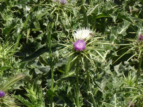 Gewöhnliche Mariendistel Silybum marianum weiß und rot Flickr