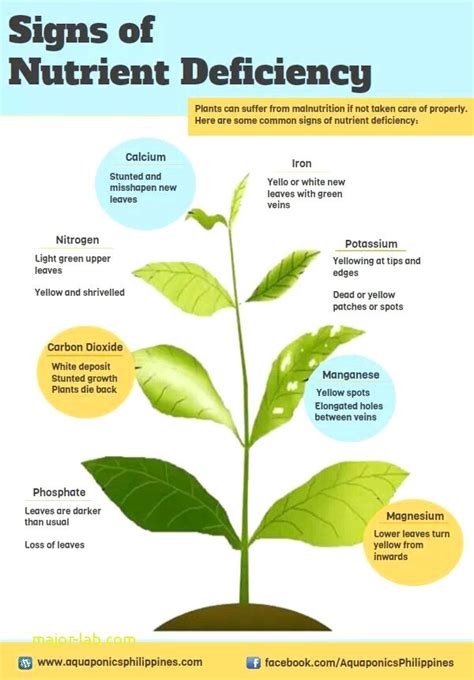 Plant Nutrient Deficiency Chart