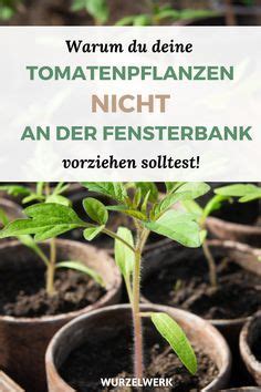 Kr Ftige Tomaten Selber Ziehen Und Pikieren Tomaten Pflanzen Tomaten