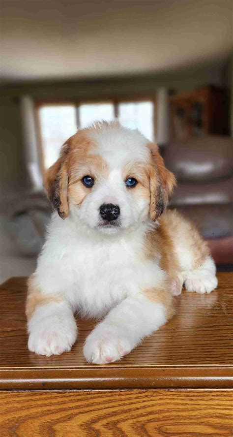Aussiedoodle | About the Breed - Jupiter Doodles