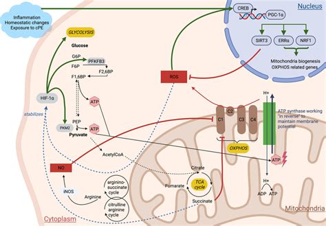 Metabolic Changes Following Inflammatory Stimulus Glycolytic Pathway