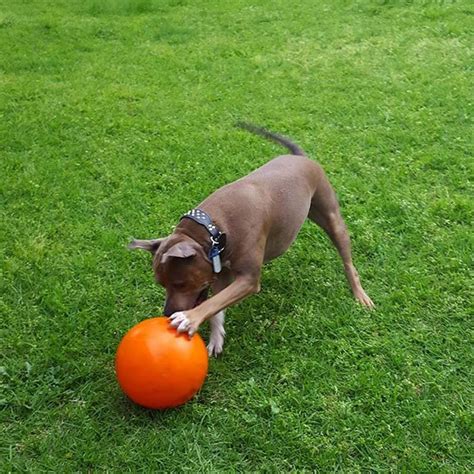 Staffie Ball 240mm | Aussie Dog Products