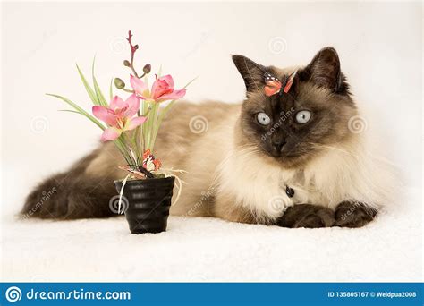 Siamese Blue-eyed Cat Lies Near the Artificial Flower with a Butterfly ...