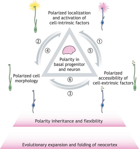 A novel view on mammalian brain development - Human Technopole