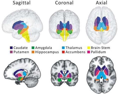 Brain Structure And Function